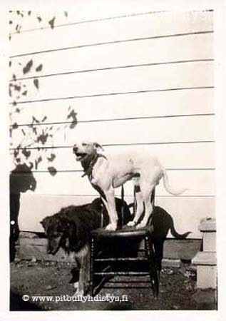 2dogspose_W-1