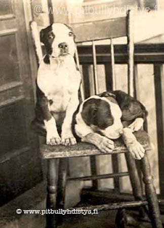 2pupschair_W