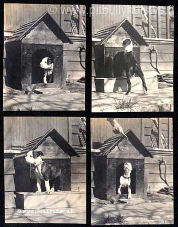 4pitpictures_W