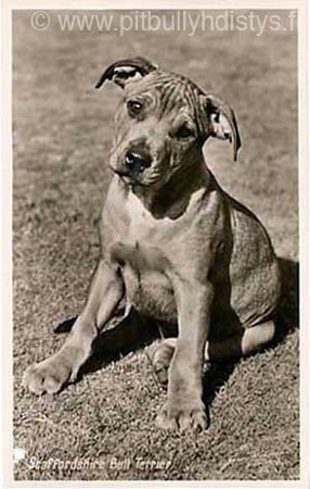 StaffBullPuppy_W