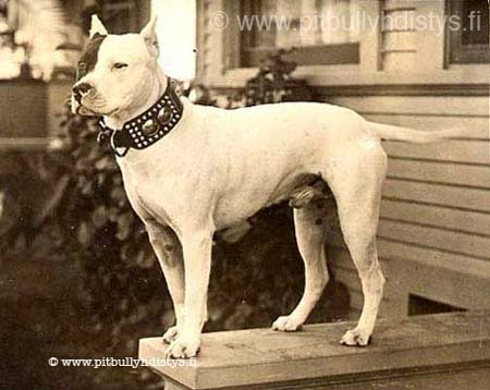 VintagePit1909