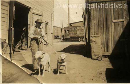 doginfeedlot