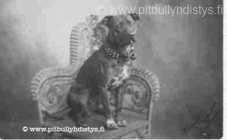 dogonchair
