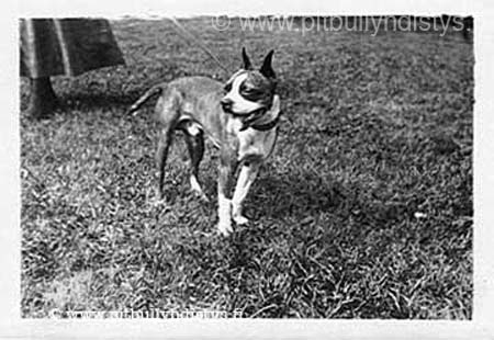pitbulldoggy_W
