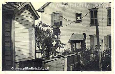 pitbunntophouse