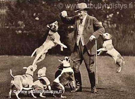 vintageManyDogs