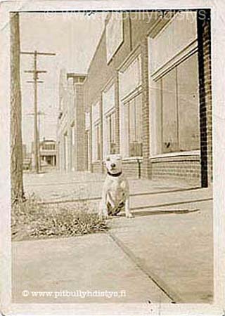 whitepitbull
