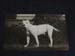 1900APBT_small