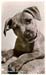 StaffBullPuppyCloseup_W