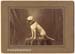 pit_bull1-450x329