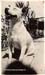 whitebullterrierCute_W