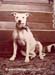 whitedogpose_W