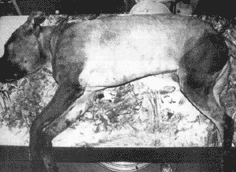 kahn koira ammuttuna